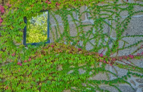 Quinta da Lage Alta | Pinheiro Grande