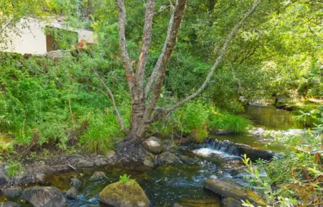 Natureza junto aos Abrigos do Rio | Pinheiro Grande